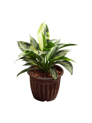 Obraz premium green and white aglaonema tree in brown clay brick pot a vivid beautiful leaves shrub of leafy potted plant by isolated with clipping path on white background for garden decoration