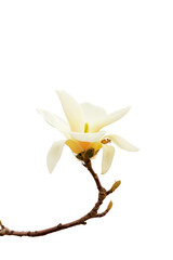 Naklejka na ściany i meble Magnolia flower in a white background