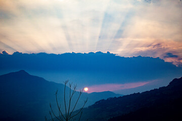 tree in a field at sunset sky