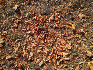 The yellow and orange autumn foliage of chestnuts lies on the ground with grass. View from above.