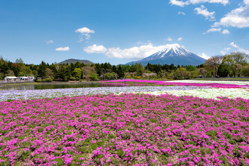 Fuji Mountain and Pink Moss Shibazakura Flower Garden in Spring neat Motosuko Lake, Japan