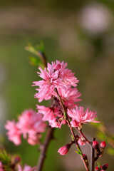 Blooming Rosaceae flowers in the garden, North China