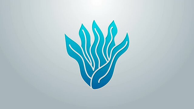 Blue line Seaweed icon isolated on grey background. Underwater seaweed spirulina, aquatic marine algae plant. Vegan and vegetarian food. 4K Video motion graphic animation