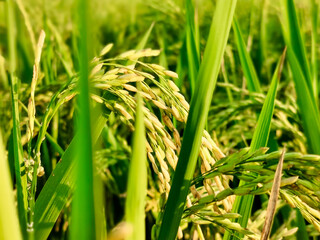 green and growing rice fields in asia