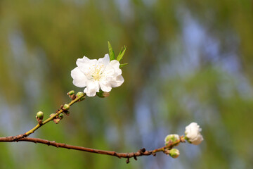 Peach blossom in full bloom, North China