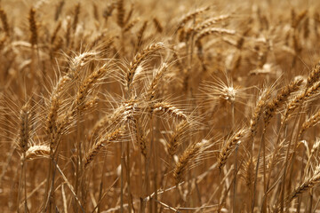 Close up image of wheat crop growing in field
