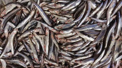 anchovy, fresh fish at the market, 