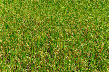 Rice fields waiting to be harvested