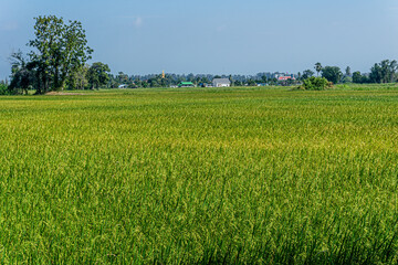 Rice fields far away from the city