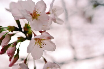 時が過ぎ、季節は巡り、桜が咲く時期