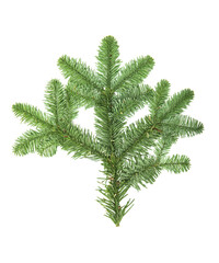 Spruce sprig Branch christmas tree isolated white background