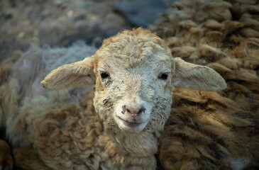 Sheep Lamb Looking at Camera in Horizontal Orientation, Perfect for Wallpaper