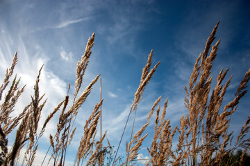 Stems of grass flutter in the wind against a blue sky with clouds. Grass in the foreground against a blue sky with clouds in the background. The yellowed grass is illuminated by the sun, close-up.
