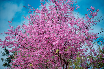 Cherry blossom flowers , sakura flowers in blur background vintage style