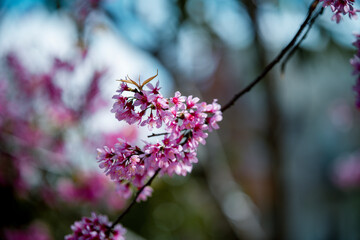 Cherry blossom flowers , sakura flowers in blur background vintage style