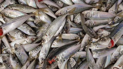 horse mackerel, fresh fish at the market, 