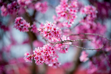 Cherry blossom flowers , sakura flowers in blur background vintage style