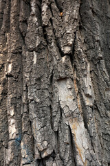 Close up of old bark
