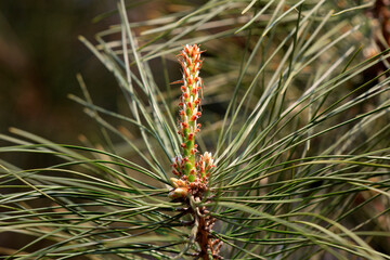 Pine flowers in a botanical garden, North China