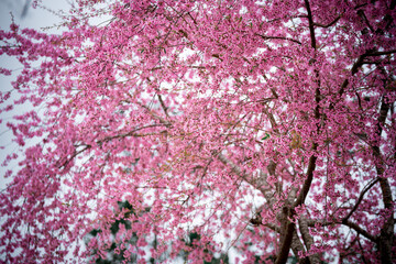 Cherry blossom flowers , sakura flowers in blur background vintage style