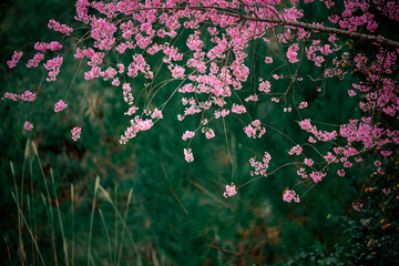 Cherry blossom flowers , sakura flowers in blur background vintage style