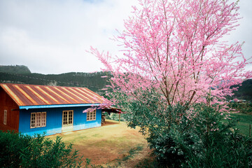 Cherry blossom flowers , sakura flowers in blur background vintage style