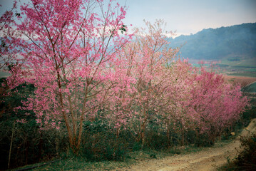 Obraz na płótnie Canvas Peach blossom full of flowers on both sides of the road at Da Lat city, Lam Dong, Viet Nam