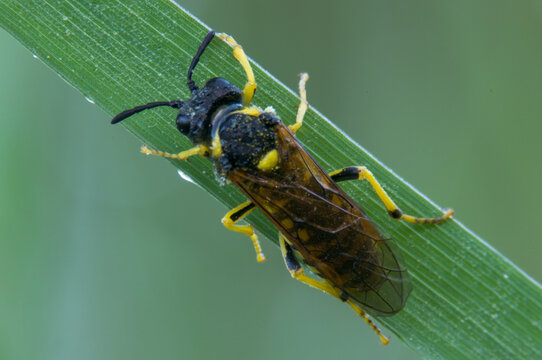 Common Sawfly
Order: Hymenoptera
Family:Tenthredinidae