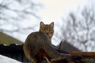 Photo of tabby cat looks back