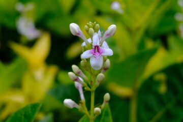 flowers in the garden