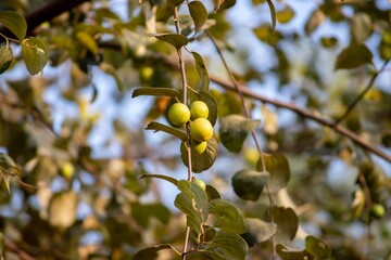 Jujube Fruit or Ziziphus Jujuba Hanging From Its Tree with Selective Focus
