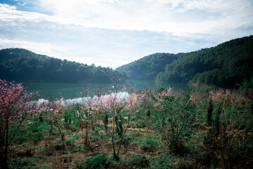 Street view in spring with Sakura blossoms road at Dalat city, Vietnam