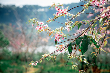 Peach blossom full of flowers on both sides of the road at Da Lat city, Lam Dong, Viet Nam