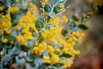 yellow mimosa macro spring