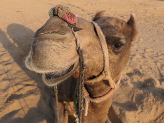 Happy Camel - Pushkar, Rajasthan, India, October 15, 2019: A wary camel is watching the photographer, as he casts a shadow over the sands of the Thar Desert of Rajasthan.
