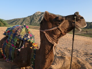 One-Humped Camel - Pushkar, Rajasthan, India, October 15, 2019: A one-humped camel with his colourful decorations and traditional headgear basks in the morning sun over the Thar Desert of Rajasthan.
