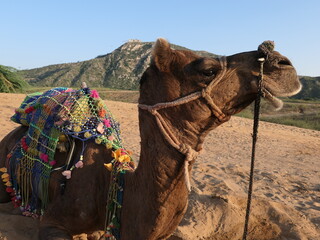 One-Humped Camel - Pushkar, Rajasthan, India, October 15, 2019: A one-humped camel with his...