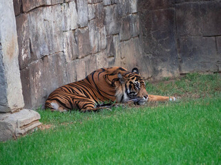 Sumatran tiger lying on the grass