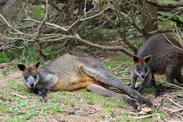 Two wallabies, Australia