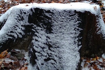 snow on the trunk