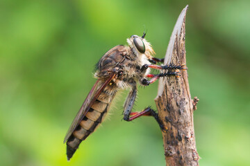 close up of a robberfly