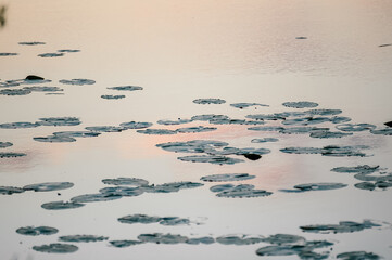 Pięknie oświetlone liście kaczeńców pływające na wodzie	
 - obrazy, fototapety, plakaty