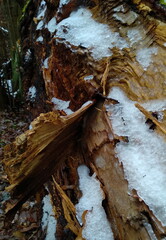 tree trunk in the forest