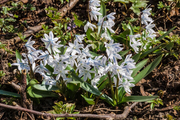 White Squill (Scilla mischtschenkoana) in garden, Central Russia