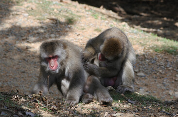 A Japanese macaque is grooming another of the same generation one.