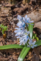 White Squill (Scilla mischtschenkoana) in garden, Central Russia