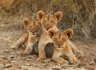 Zelfklevend Fotobehang  three lion cubs © Theodore