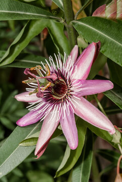 Passion Flower 'Victoria' (Passiflora x violacea) in greenhouse