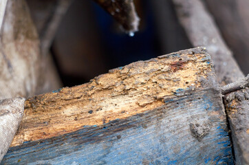 Photo of rotten wood close up