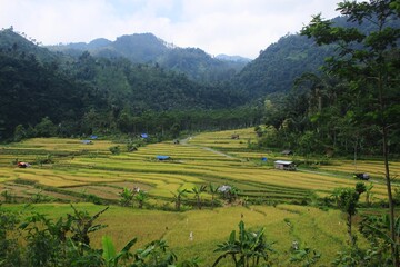 Obraz premium This photo is a photo of the natural scenery of rice fields in the mountains.